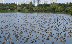 서호 찾은 겨울철새 기러기떼 범24101021 (3).jpg