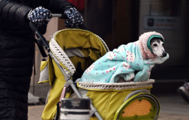 우리 댕댕이 춥지~~~1월.jpg