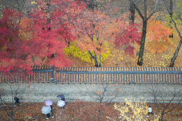 자연_조선영상비전_장련성 (2).jpg