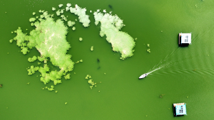 녹조낀 용인 이동저수지.JPG