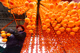 20241029-양촌 곶감2.jpg