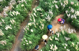 20250914-청산수목원 팜파스6.jpg