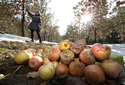 20251104-충주 사과 낙과10.jpg