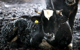 20250110-소 고드름13.jpg