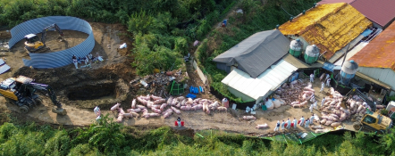 전국 위기경보 '심각'... 연천 ASF 발생.jpg