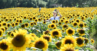 지역뉴스영남전강용01.jpg        폭염속 활짝 핀 해바라기36도를 오르는 폭염이 기승을 부리는 가운데 함안군 법수면 강주해바라기마을에서 관광객이 활짝 핀 해바라기를 배경으로 추억을 남기고 있다. 제13회 강주해바라기축제는 개화 시기가 늦은 이유로 오는 6일까지 연기됐다20250702전강용 기자-1.jpg
