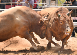 지역뉴스영남전강용02.jpg     제23회 창원 전국민속 소힘겨루기대회 창원특례시 의창구 북면 마금산 온천지구 내 특설경기장에서 열린 '제23회 창원 전국민속 소힘겨루기대회'에서 창원에서 출전한 승리가 상대소 제일을 제압하고 있다.20250601전강용 기자-1.jpg